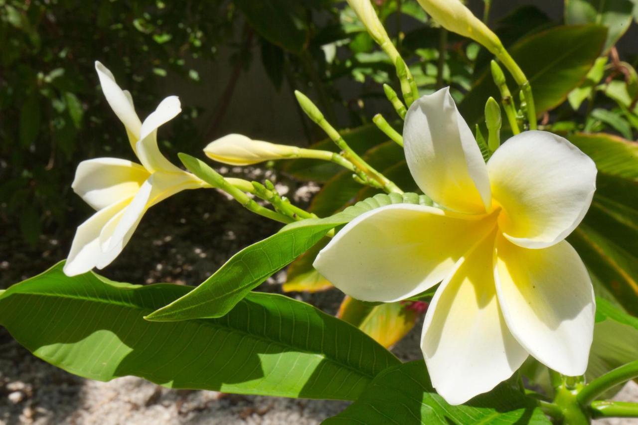 Paradise Found Cayo Hueso Exterior photo